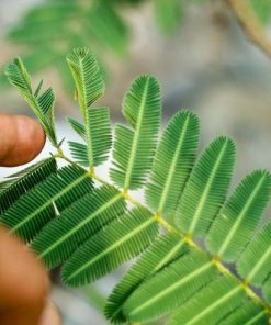 Mimosa sensitiva en maceta de 13 cm