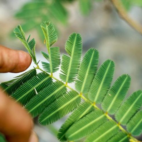 Mimosa sensitiva en maceta de 13 cm