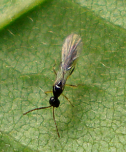 Aphidius colemani. Para control de pulgones