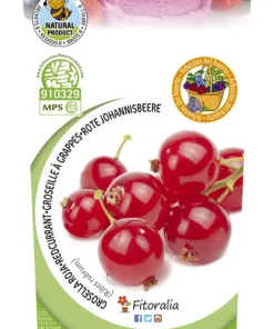 Planta de Grosella roja (Ribes rubrum) en maceta de 2 litros