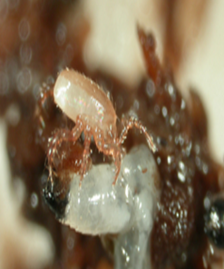 Hypoaspis miles. Para larvas de mosca esciárida, pupas de trips y otros organismos