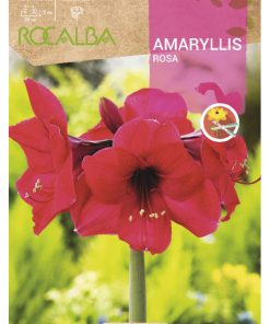 Bulbos de Amarilis rosa (1 unidad)