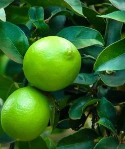 Árbol limero (lima) Citrus Aurantifolia M-22