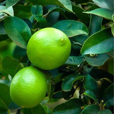 Árbol limero (lima) Citrus Aurantifolia M-22