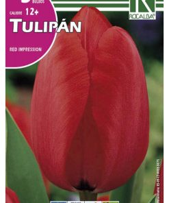 Bulbos de Tulipán Rojo (5 unidades)