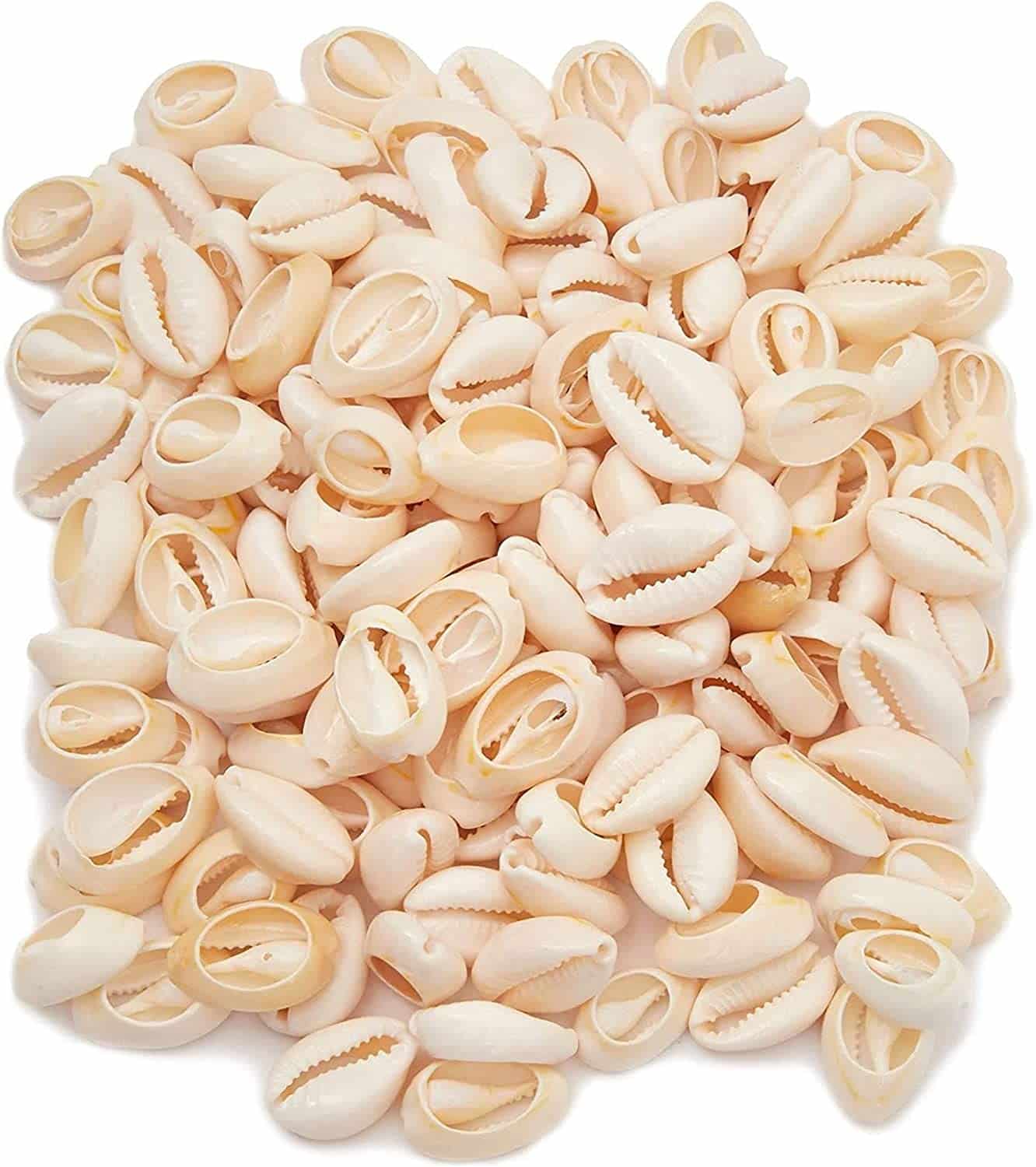 Conchas marinas - Imagen 4