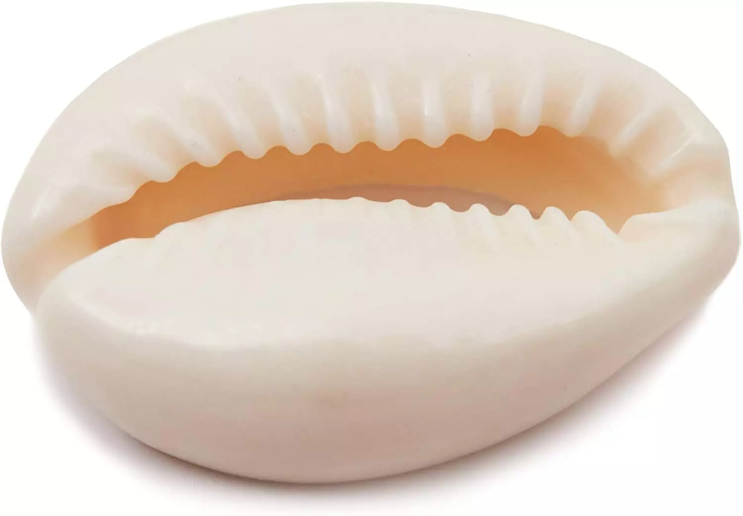 Conchas marinas - Imagen 2