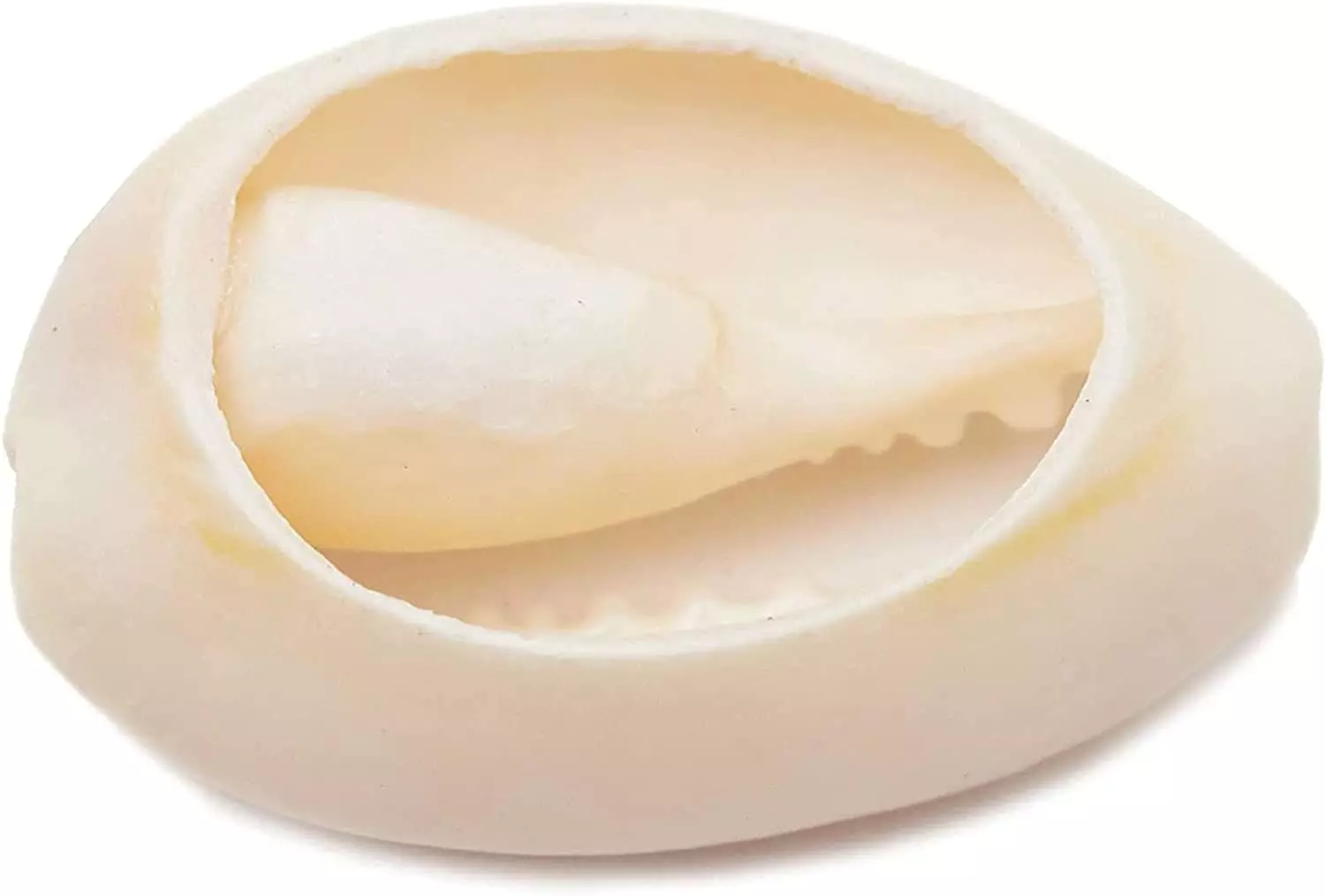 Conchas marinas - Imagen 3