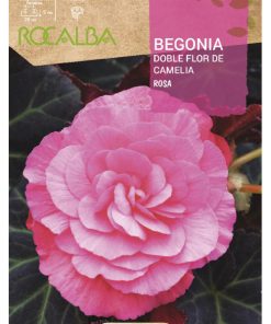 Bulbos de Begonia doble flor de camelia Rosa (2 unidades)
