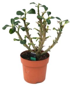Planta Rosa del desierto (Adenium Obesum) en maceta de 14 cm