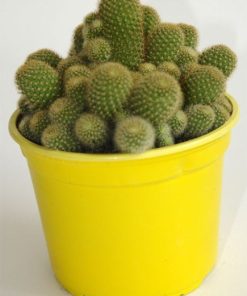 Cactus Rebutia fabrisii en maceta de 13 cm
