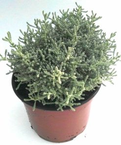 Santolina chamaecyparissus en maceta de 2.5 litros