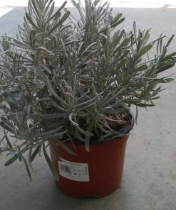 Lavanda Lavandula angustifolia en maceta de 16 cm. (2,5 litros)