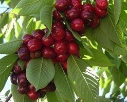 Árbol frutal Cerezo Picota (Prunus Avium) de 2 años en cepellón con bolsa