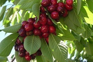 Árbol frutal Cerezo Picota (Prunus Avium) de 2 años en cepellón con bolsa