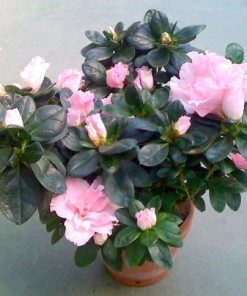 Azalea (Azalea japonica) de flor rosa en maceta de 13 cm ø