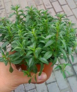 Ajedrea (Satureja hortensis) en maceta de 11-13 cm