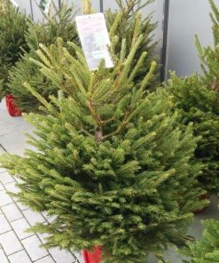 Abeto Picea Abies Excelsa en contenedor 100/125