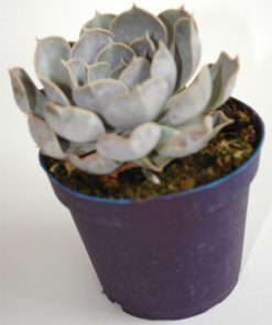 Planta crasa Echeveria lilacina en maceta de 13 cm