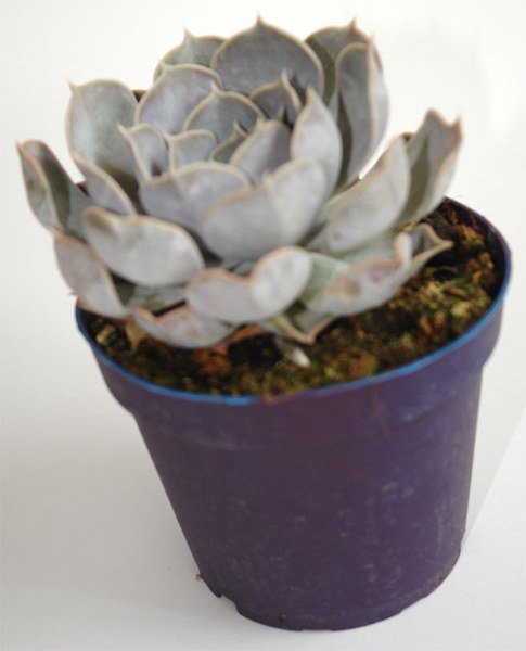 Planta crasa Echeveria lilacina en maceta de 13 cm