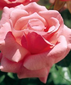 Rosal Queen Elizabeth Meilland en rosapot de 2 litros