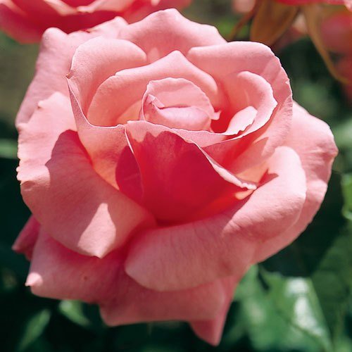 Rosal Queen Elizabeth Meilland en rosapot de 2 litros