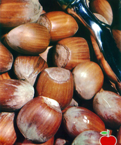 Árbol frutal Avellano (Corylus avellana) de 2 años en cepellón con bolsa