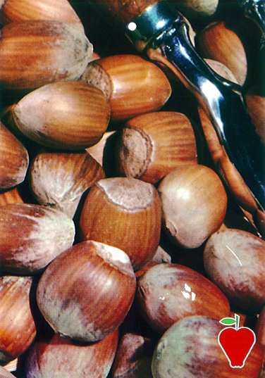 Árbol frutal Avellano (Corylus avellana) de 2 años en cepellón con bolsa