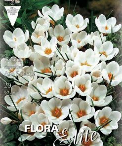 Bulbos de Crocus Blanco Puro (20 unidades)