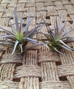 Tillandsia Mix (Clavel del aire)
