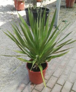 Drago canario (Dacraena drago) en maceta de 10 litros