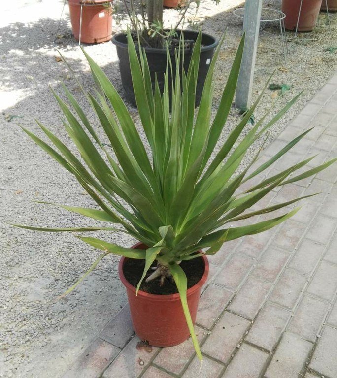 Drago canario (Dacraena drago) en maceta de 10 litros