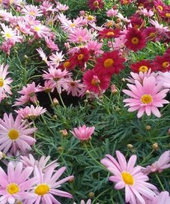 Margarita (ARGYRANTHEMUN) varios colores en maceta de 13 cm. ø