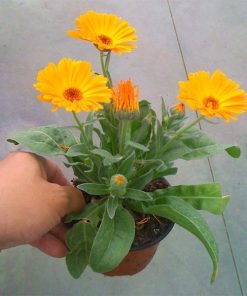 Caléndula Officinalis (Boixac) en maceta de 11 cm ø
