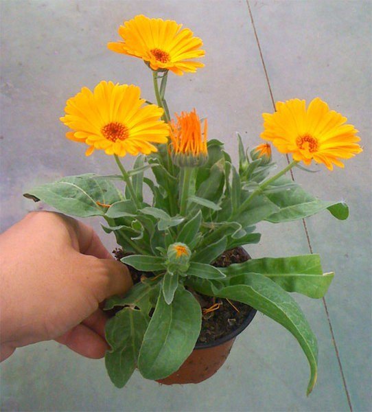 Caléndula Officinalis (Boixac) en maceta de 11 cm ø