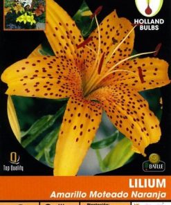 Bulbos de Lilium amarillo moteado naranja (2 unidades)