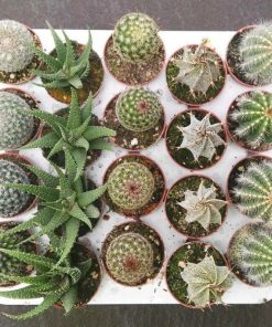 Bandeja de 20 cactus variados maceta diámetro 5.5 cm.