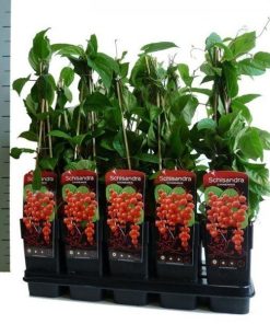 Schisandra Chinensis en maceta de 14 cm.