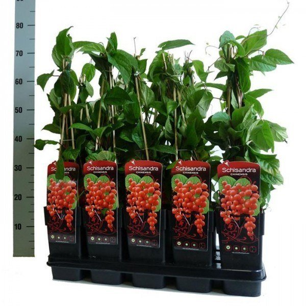 Schisandra Chinensis en maceta de 14 cm.