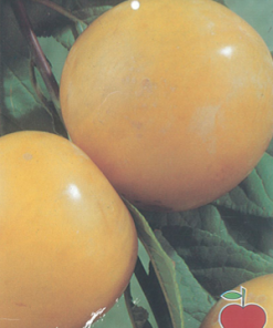 Árbol frutal Ciruelo Golden Japan (Prunus domestica) de 2 años en cepellón con bolsa