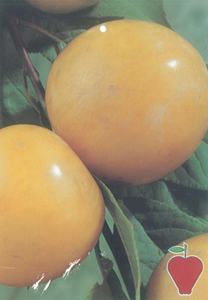 Árbol frutal Ciruelo Golden Japan (Prunus domestica) de 2 años en cepellón con bolsa