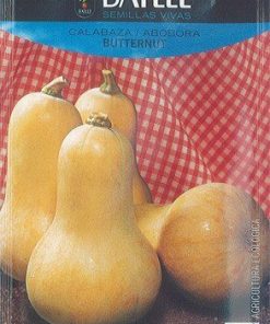 Semillas ecológicas de Calabaza Butternut