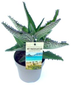 Kalanchoe Daigremontiana (Aranto o Espinazo del diablo)
