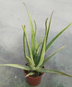Aloe vera en maceta de 22 cm. (con + de 5 años con propiedades medicinales)