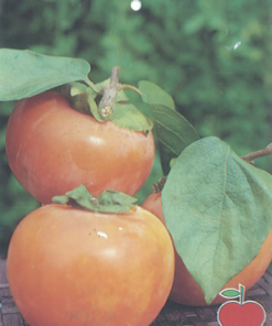 Árbol frutal Kaki (Diospyros kaki) de 2 años en cepellón con bolsa
