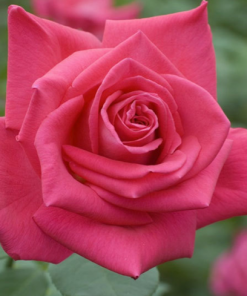 Rosal trepador Botero Meilland en rosapot de 3 litros