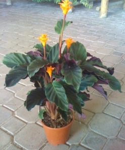 Calatea (Calathea Crocata Tassmania) en maceta de 14 cms.