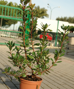 Madroño (Arbutus unedo) en maceta de 3 litros