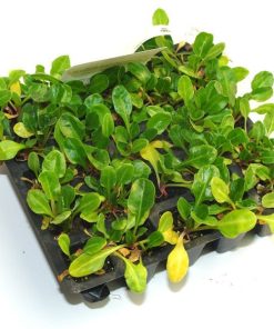 Plantel de pimiento Lamuyo en bandeja de 25 unidades