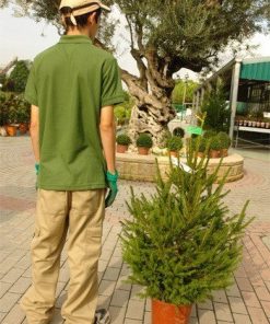 Árbol de navidad (Picea excelsa) en contenedor de 5 litros (altura 100/125 cm)